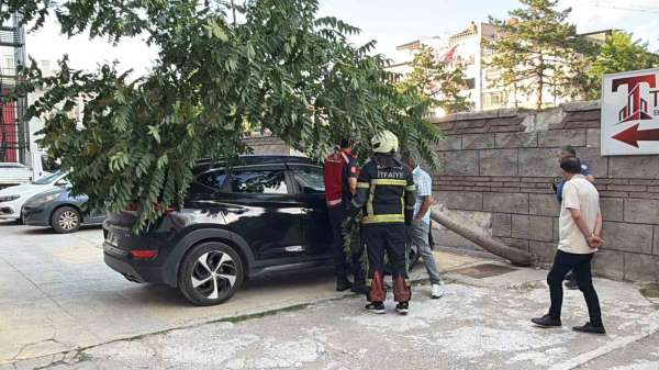 Kökü duvarın altında olan ağaç aracın üzerine devrildi