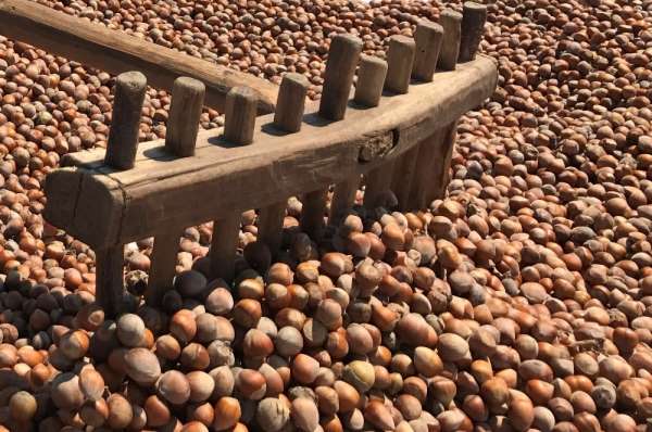 KFMİB: '2020 yılı tahmini fındık rekoltesi 670 bin ton'