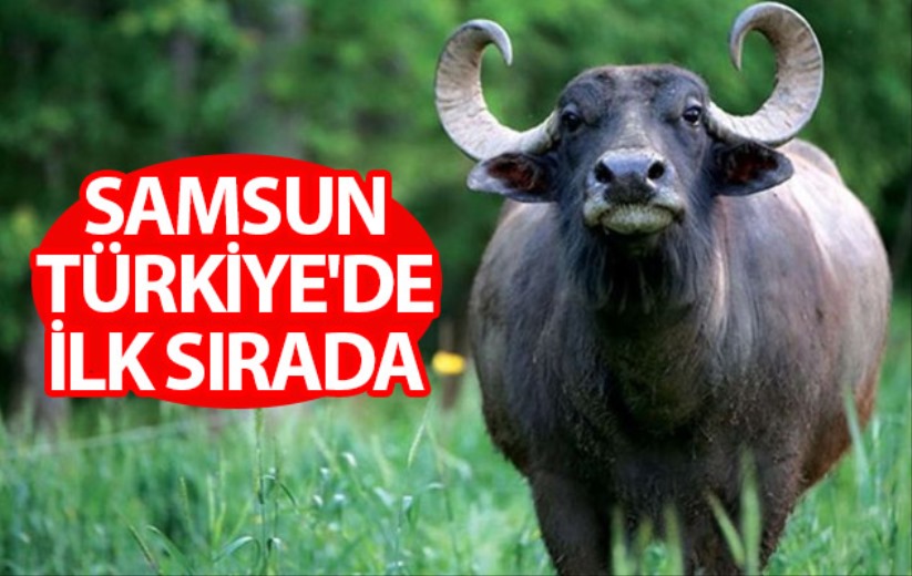 Samsun, manda varlığında Türkiye'de ilk sırada