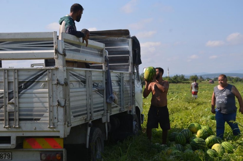 Bafra Ovası'nda karpuz hasadı başladı