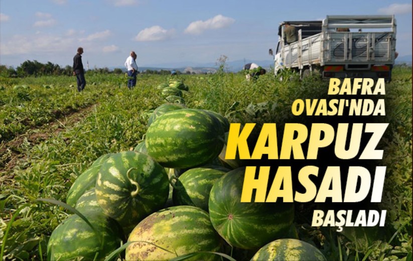 Bafra Ovası'nda karpuz hasadı başladı