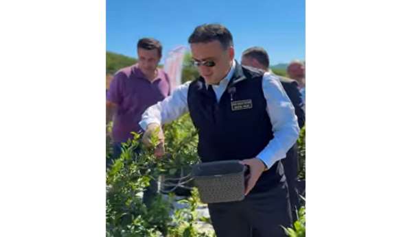Bilecik'te yaban mersini hasadı
