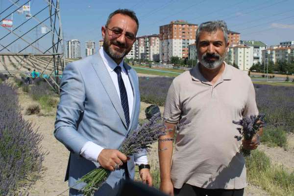 Çiftçilere örnek olması için ekilen lavantanın 4. hasadı yapıldı