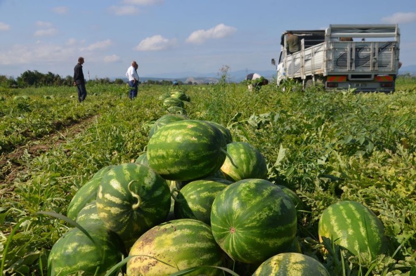 Bafra Ovası'nda karpuz hasadı başladı