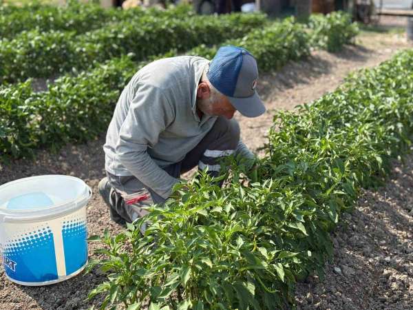 Eko-Çiftlik'te üretilen organik sebzeler ihtiyaç sahiplerine ulaştırılıyor