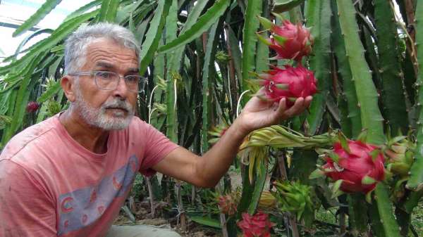 Mersin'de pitaya bahçelerinde hasat başladı