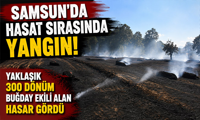 Samsun'da hasat sırasında yangın: Yaklaşık 300 dönüm buğday ekili alan hasar gördü