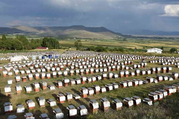 Ordulu arıcılardan ülke ekonomisine 7 milyar TL'lik katkı