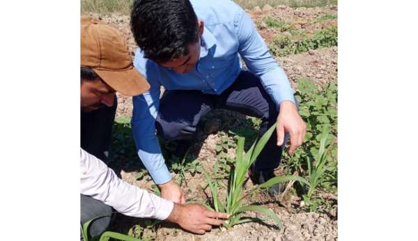 Hayvancılığın kurtuluşu olarak görülen 'Maralfalfa' Elbistan'da ilk kez ekildi