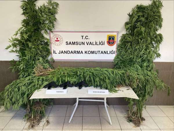 Samsun'da jandarmadan silah ve uyuşturucu operasyonları: 4 gözaltı