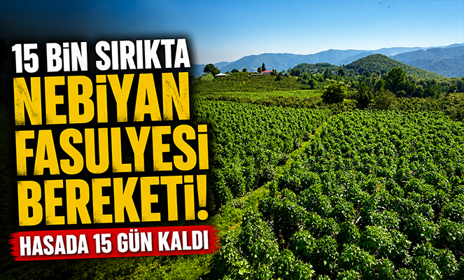 15 bin sırıkta Nebiyan fasulyesi bereketi: Hasada 15 gün kaldı