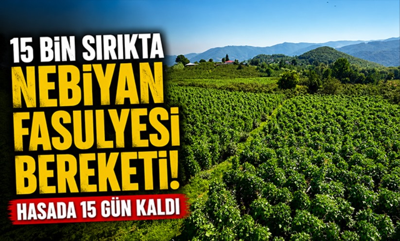 15 bin sırıkta Nebiyan fasulyesi bereketi: Hasada 15 gün kaldı