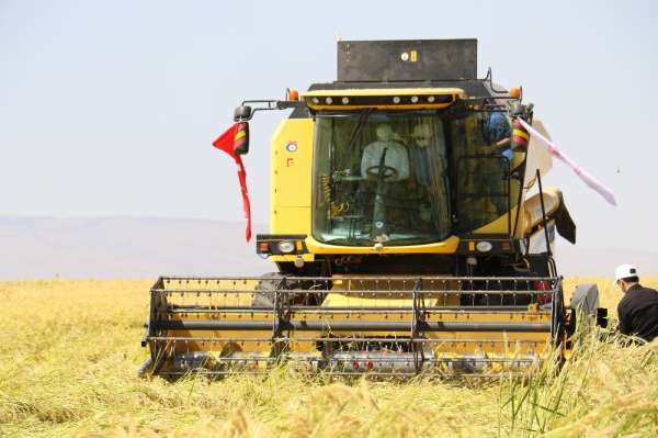 Diyarbakır'da tescilli Karacadağ Pirinci hasadı başladı 