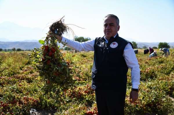Kayseri'de yetiştirilen salçalık domatesler Türkiye'ye dağılıyor 