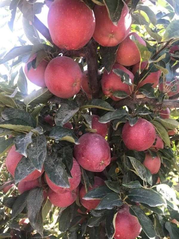 Mut elması Hindistan'a ihraç ediliyor 