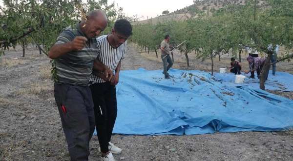 Yozgat'ta badem üreticisi yüksek verimi halay çekerek kutladı