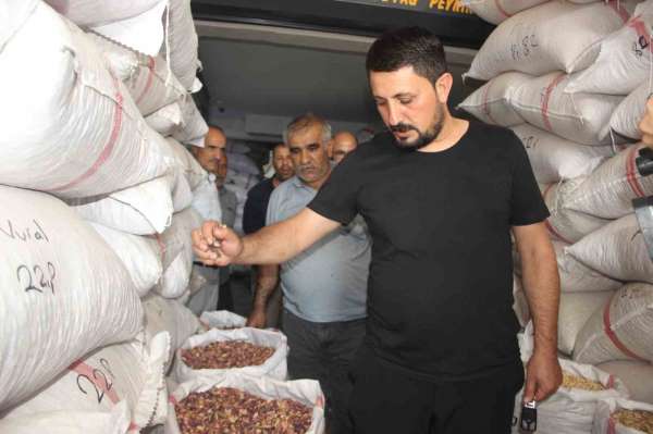 Fıstıkta rekolte düştü