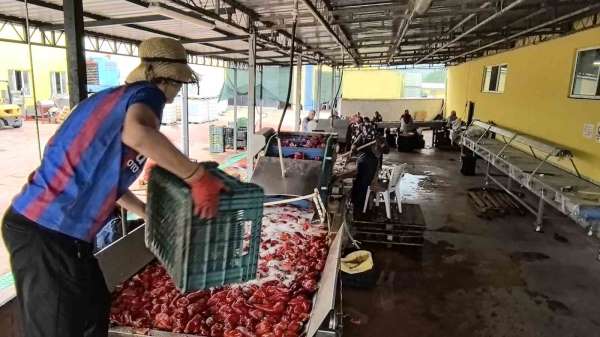 Hollanda'nın biber salçasını İnegöllü kadınlar üretiyor