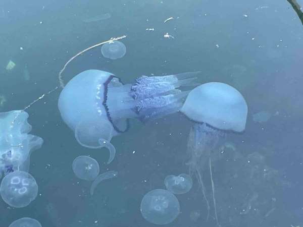 Marmara'da 'bitti' denilen müsilaj kabusu tekrar hortladı