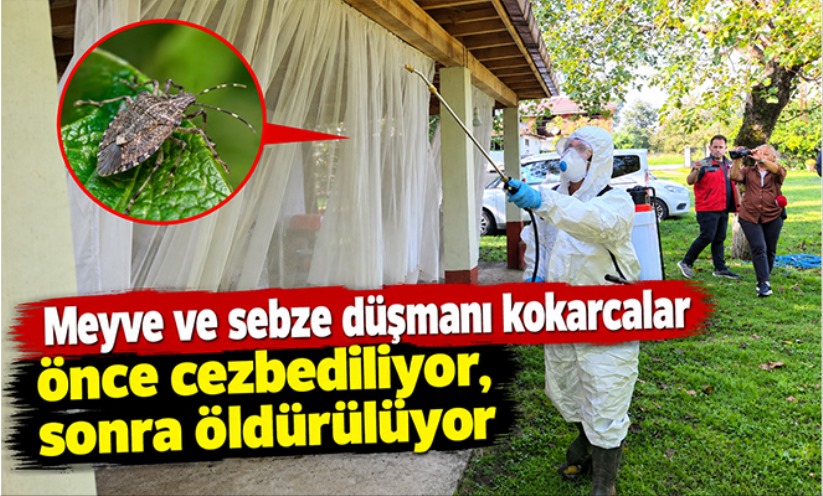 Meyve ve sebze düşmanı kokarcalar önce cezbediliyor, sonra öldürülüyor