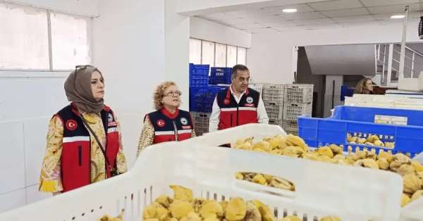 Aydın'ın sarı altını incir için denetimler sıklaştırıldı