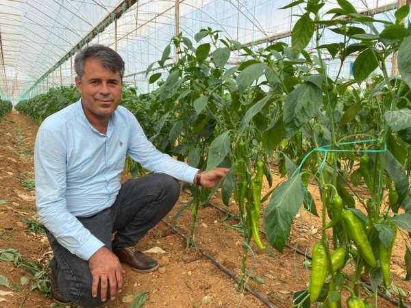 Antalyalı çiftçiler yerli ve milli tohumla üretiyor 