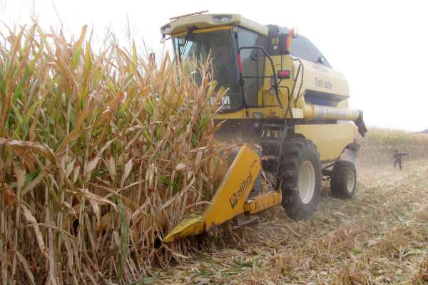 Araban Ovası'nda mısır hasadına başlandı