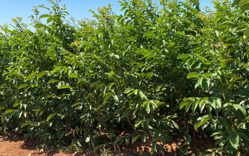 Sağlıklı ve Verimli Ağaçların Sırrı Doğru Fidan Seçimi