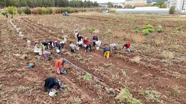 'Akademik' patateslerin hasadı başladı