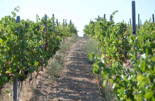 Kırklareli'nde zirai dondan etkilenen üreticilere destek ödemesi