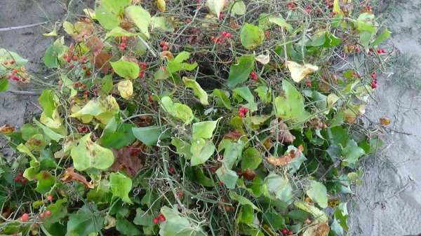 Sinop'ta Roman vatandaşların 'kokina' mesaisi: İstanbul'dan gelip topluyorlar