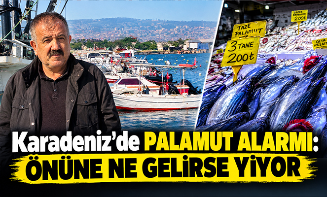 Karadeniz'de palamut alarmı: 'Önüne ne gelirse yiyor'