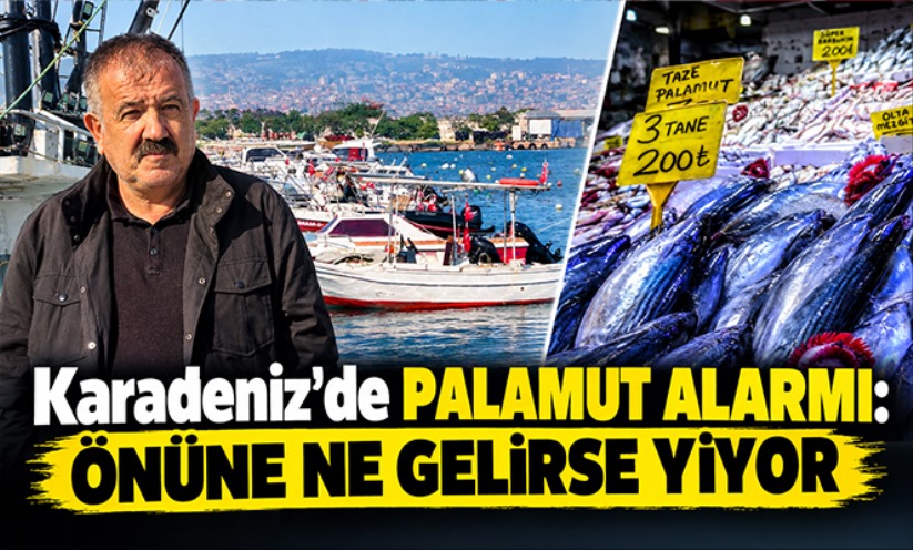 Karadeniz'de palamut alarmı: 'Önüne ne gelirse yiyor'