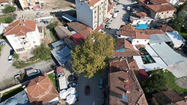 Bir zamanlar darağacı olarak kullanıldığı rivayet edilen çınar, ilçenin simgesi oldu
