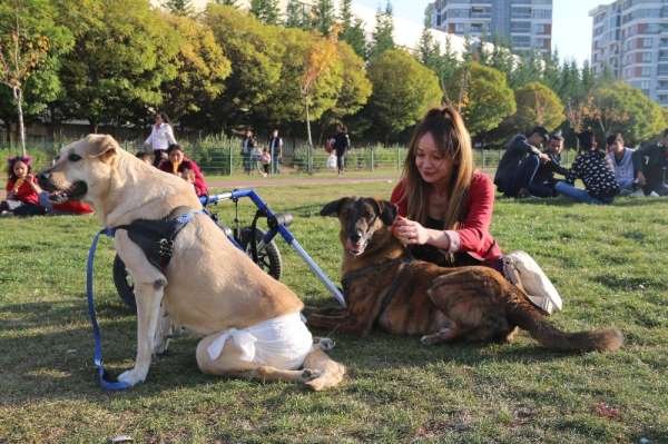 Evinde 10 hayvan besleyen kadın, veteriner hekim olmak için 3. üniversiteyi okuy