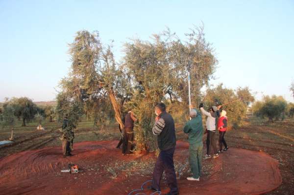 Kısıtlamadan muaf olan zeytin üreticileri hasat yaptı