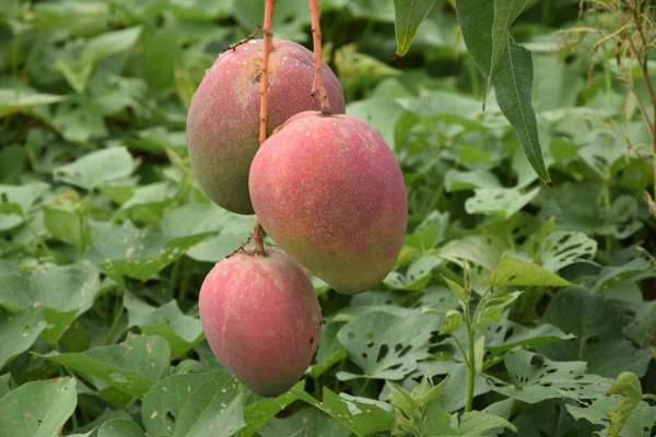 Bir ağacından 190 bin TL gelir sağlanan mango üreticinin yeni gözdesi - Antalya haber