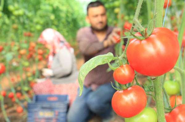 Türkiye'nin üretim merkezi Mersin'de örtü altı domateste hasat başladı