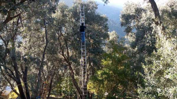 Artvin'de lezzet ödüllü Butko Zeytini'nin hasadı sürüyor