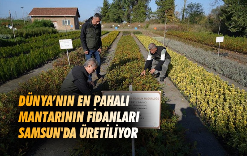 Dünya'nın en pahalı mantarının fidanları Samsun'da üretiliyor