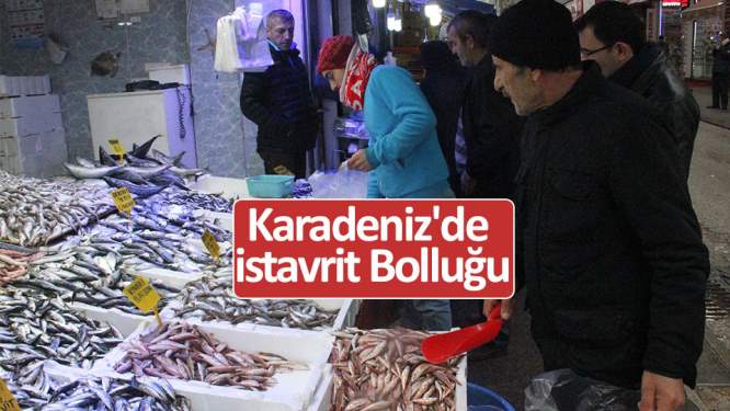 Karadeniz'de istavrit bolluğu