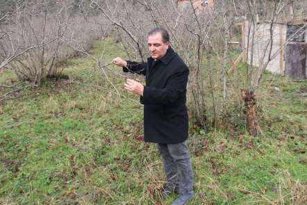 Fındıkta büyük tehlike: 'kahverengi kokarca' 