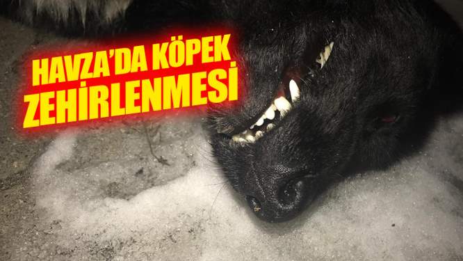 Havza'da köpek zehirlenmesi iddiası