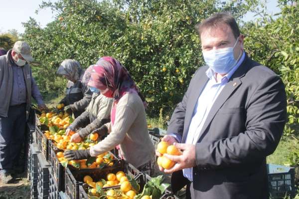 Takoz mandalina ekonomiye kazandırılıyor 