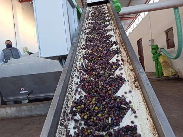 Zeytin bahçeleri tarıma dayalı sanayiyi geliştiriyor