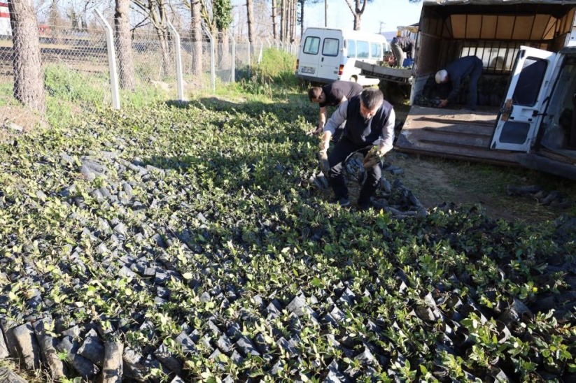 Samsun'da 9 bin 500 adet defne fidanı dağıtıldı