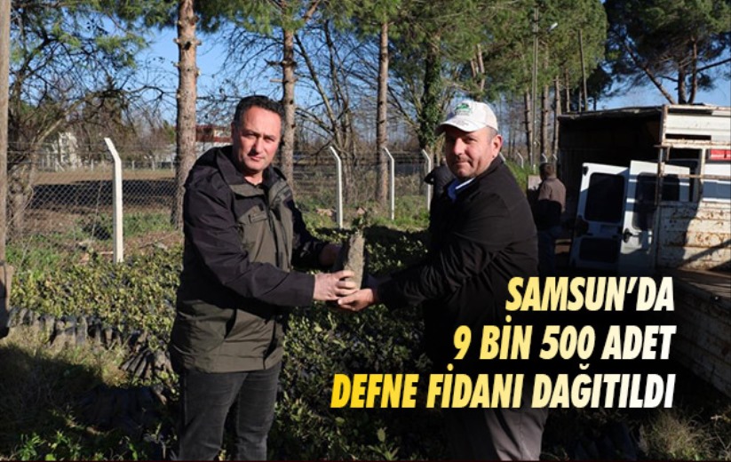 Samsun'da 9 bin 500 adet defne fidanı dağıtıldı