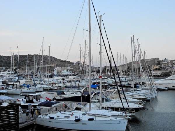 Çeşme Marina, deniz patlıcanlarına ev sahipliği yapıyor 