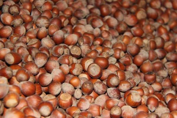 Düzce'den Avrupa'ya beş ayda 3 bin 758 ton iç fındık ihraç edildi