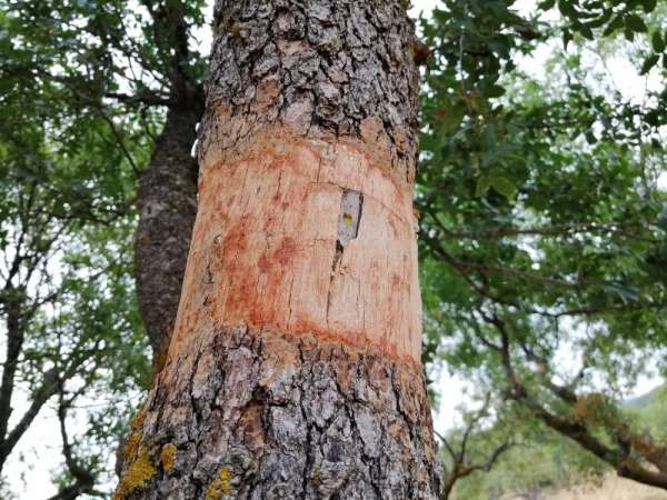 Yunusemre'de yabani zeytin ve menengiç ağaçları aşılandı 